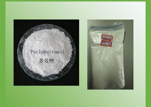Paclobutrazol 90%TC,25%SC
